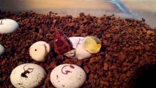 Crested gecko hatching [upl. by Arlie]