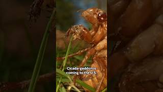 What to know about the trillions of cicadas surfacing this spring [upl. by Fihsak469]