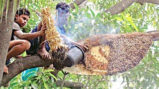 Primitive Technology মৌচাক থেকে মধু সংগ্রহ Harvesting Honey from Honeycomb by using smoke idea [upl. by Landes514]