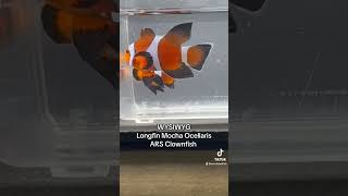 Longfin Mocha Ocellaris Clownfish Pair Available WYSIWYG longfinclownfish arsclownfish [upl. by Caren372]