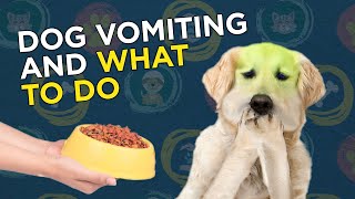 Dog Vomiting and What to Do [upl. by Maida148]