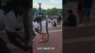 Live snake in NY center park [upl. by Leizo579]