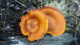 Pleurote de lolivier ou Clitocybe de lolivier Omphalotus olearius un champignon mortel [upl. by Malti]