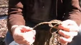 QUICK TIPS for Foraging Dogbane processing amp creating cordage with Dave McIntyre [upl. by Zenda]