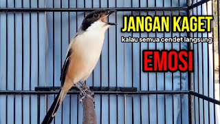 Terbukti Suara Cendet Gacor Toet Toet Bongkar Isian Sangat Cocok Bikin Cendet Gacor Isian Mewah [upl. by Myrna881]