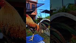 commandgamefowl gamefowlnation rooster boots chicken [upl. by Enyamrahc]