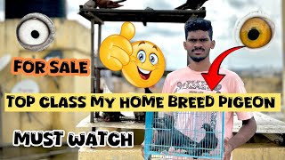 My home pigeons for sale 🕊️🤑 Bangalore karnataka Nimmasivaraj pigeon youtube vlog [upl. by Eudocia461]