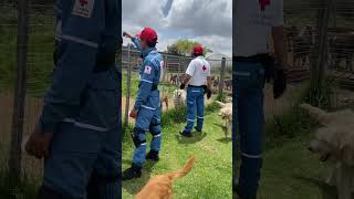 Entrega de donación de comida para perros y gatos [upl. by Ariahay716]