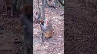 Monkey baby hai pareshani meinmonkey animals shortvideo [upl. by Akiehsal652]