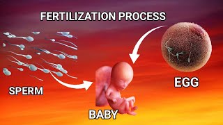 The journey of sperm and egg the fertilization process  pregnancy  conception in English [upl. by Gladdy718]