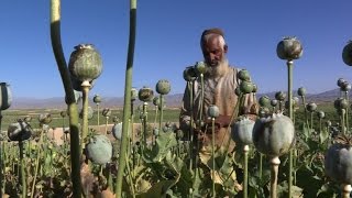 Afghans revel in bountiful opium harvest [upl. by Ollayos]