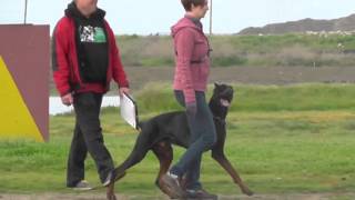 IPO 1 trial  obedience trial with USCA judge Frank Phillips [upl. by Plank561]