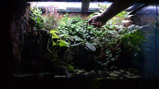 Creeping Fig is Taking Over my Paludarium its Time for a Much Needed Trimming [upl. by Black]