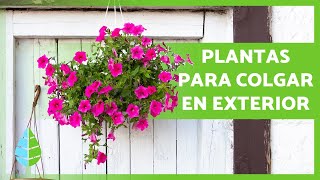 10 PLANTAS COLGANTES de EXTERIOR 🌸🌿 de Sol y de Sombra [upl. by Fidelas]