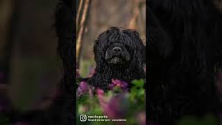 The appearance of a Portuguese Water Dog [upl. by Kingdon582]