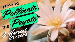 How to Pollinate a Peyote amp Harvest its Seeds Lophophora Williamsii [upl. by Buffum57]