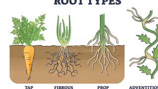 Grade 10 Life Science Plant Tissues [upl. by Reffotsirk]