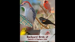 Identify Your Common Backyard Birds Central amp Eastern USA [upl. by Alban187]