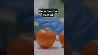 Gene transfer MethodCBSEClass 12 [upl. by Ahsinotna862]