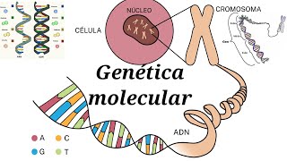 Genética molecular [upl. by Eninej]