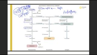 Biosynthesis of adrenocortical hormones [upl. by Magen]