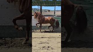 Hermosura de caballo [upl. by Amoihc]