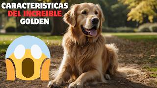 🐶 GOLDEN RETRIEVER  Características adiestramiento y cuidadosperromascota🐶dog [upl. by Noirod]