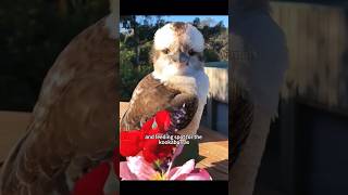 Rescuing a laughing kookaburra brings unexpected joy shorts shortsvideo rescue animals cute [upl. by Loella]