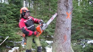 Working with a chainsaw Husqvarna 562 XP [upl. by O'Callaghan364]