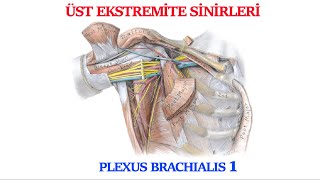 Plexus Brachialis 1 [upl. by Phelan170]