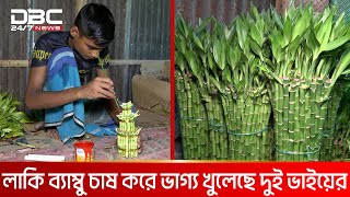 গাইবান্ধায় বানিজ্যিকভাবে চাষ হচ্ছে লাকি ব্যাম্বু  DBC NEWS Special [upl. by Osy470]