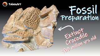 Fossil Preparation  Extinct Jurassic Crocodile Yorkshire Coast 180 million years old [upl. by Novaj]