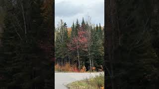 Beautiful foliage La Mauricie National Park Canada [upl. by Attennaj]