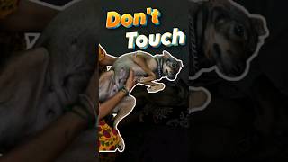 🐶my dog Over Possessive 😂 doglover puppyvideos petparent trending short reels dog [upl. by Ohare]