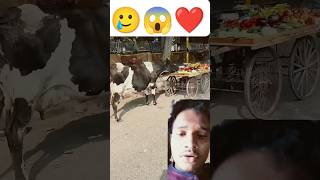 अंकल का सब्ज़ी गाय माता खा गई 😱🥲humanity raspect helping trending youtubeshorts [upl. by Tegirb]