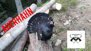 Auerhahn bei Forstarbeiten 🌲🦃 [upl. by Vanna]