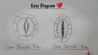 How to Draw Stomata Diagram easily l Easy Stomata Diagram l Open amp Close Stomata l ES art amp craft [upl. by Barbette]