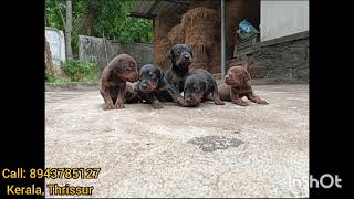 Doberman kids for sale kerala Thrissur [upl. by Vetter585]