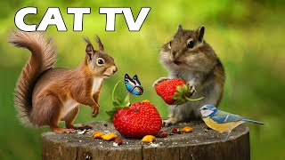 PETS TV 🐶😸 Squirrel Chipmunk And Bird Go On A Date 🐿🦜 Summer Birds Song Help Cats Reduce Stress [upl. by Lasorella736]