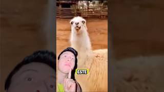 CÓMO SE CREÓ EL MEME “QUIÉN LE DIO A LA LLAMA”😱🤯🌚💀short sabiasque curiosidades casos epic [upl. by Bronnie]