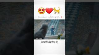 It made my day❤catarefunnycatsgoodcatfunnycatcatfunnypets [upl. by Gerik]