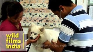 Male vet doctor checking a dog in Kalimpong Darjeeling [upl. by Ellak]