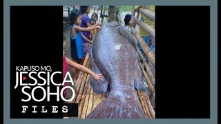 KMJS Mystery behind Antiques giant grouper fish explained [upl. by Arremat399]