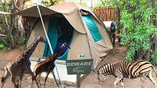 Camping in BIG FIVE Safari Park  Dinokeng Game Reserve [upl. by Ezar]