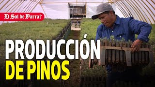 Productores Silvícolas de Guachochi reforestan con invernaderos la Sierra Tarahumara chihuahua [upl. by Aneehsak925]