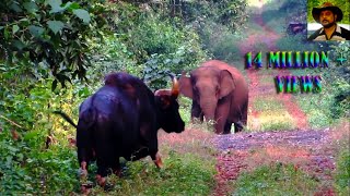 Elephant amp Indian Bison in one Frame [upl. by Hyacintha]