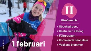 Härnösandtv  1 februari 2024 [upl. by Inalel63]