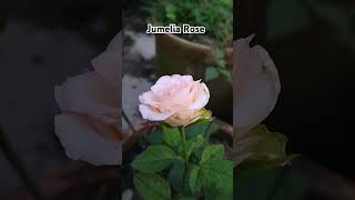 Refresh your mind with roses shorts ytshorts [upl. by Newell]