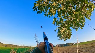 4K Crow Shooting With 410 Hushpower  15 Birds [upl. by Otinauj]