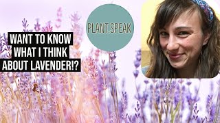 Lavender howto growSpanishEnglishlavandulaseedingherbscontainers [upl. by Amaris]